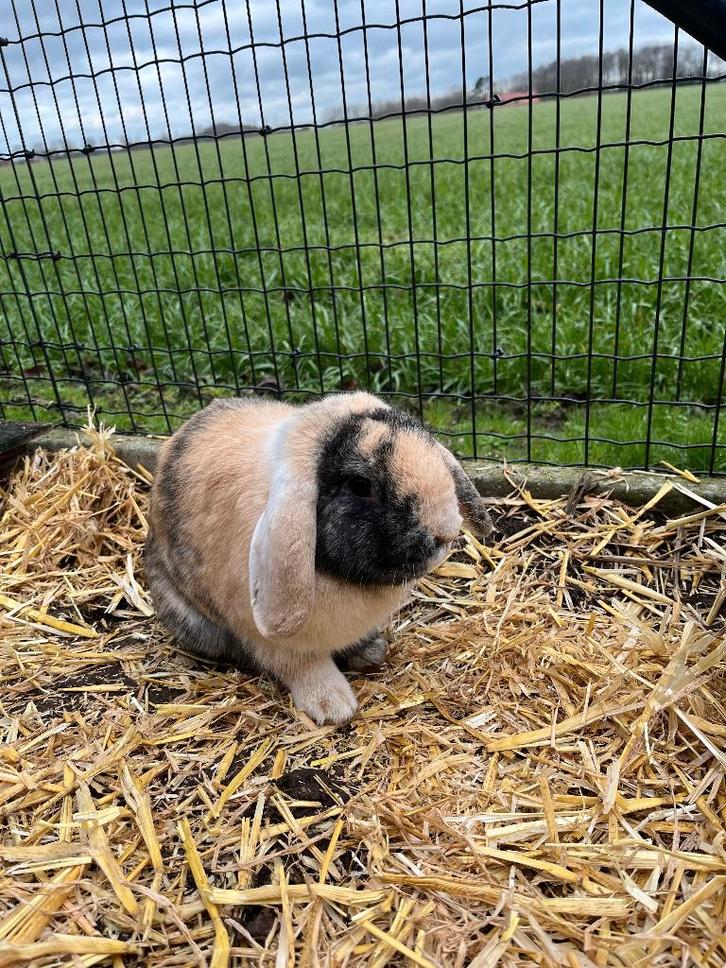 konijnen, Dieren en Toebehoren, Konijnen, Middelgroot, Mannelijk, 0 tot 2 jaar
