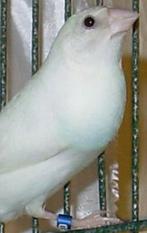 Witte Gouldamadine man.