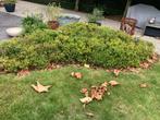 Ilex Crenata vaste planten, Tuin en Terras, Planten | Tuinplanten, Volle zon, Vaste plant, Bloeit niet, Ophalen