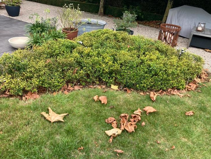 Ilex Crenata vaste planten, Tuin en Terras, Planten | Tuinplanten, Vaste plant, Overige soorten, Volle zon, Bloeit niet, Ophalen