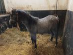 Te koop zeer mooi  welsh  hengst veulen, Dieren en Toebehoren, Pony's, Hengst, B, Gechipt