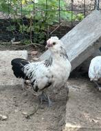 Jonge Baardkielen, Dieren en Toebehoren, Pluimvee, Meerdere dieren, Kip