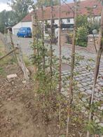 Carpinus haagbeuk, Tuin en Terras, Ophalen