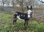 Te koop super mooie bonte ezel., Dieren en Toebehoren, Mei