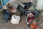 Aracuana kippen te koop, Animaux & Accessoires, Volatiles, Poule ou poulet, Femelle