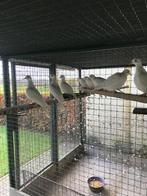 witte bruidsduiven, Animaux & Accessoires, Oiseaux | Pigeons