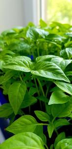 Paprika plant €0,80/stuk, Tuin en Terras, Ophalen, Groenteplanten
