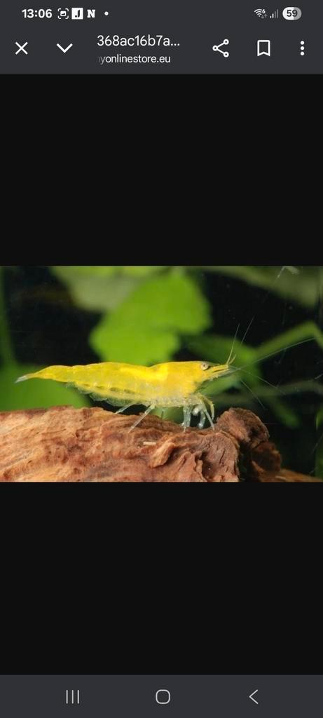 Citroengarnaaltjes, op zuiver ras gekweekt., Dieren en Toebehoren, Vissen | Aquariumvissen