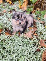 Chihuahua blue merle reutje langharig, Dieren en Toebehoren, België, Reu, CDV (hondenziekte), 8 tot 15 weken