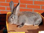 konijn: Vlaamse reus, Dieren en Toebehoren, Konijnen, Groot