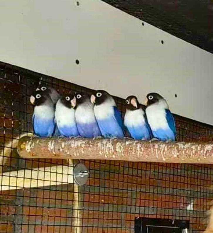 Agapornissen Personata, Dieren en Toebehoren, Vogels | Parkieten en Papegaaien, Dwergpapegaai of Agapornis, Geslacht onbekend