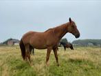 Weide gezocht Erpe-Mere / Herzele, Dieren en Toebehoren, 1 paard of pony, Weidegang