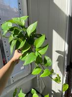Plantes à vendre - Déménagement - Prix en description, Huis en Inrichting, Kamerplanten, Groene kamerplant, Ophalen, Halfschaduw