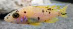 Aulonocara Yellow Berry malawi cichliden, Vis, Zoetwatervis