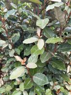 Olijfwilg compacta eleagnus 150-175 €49,50 175-200 €69,50, Ophalen, Hortensia