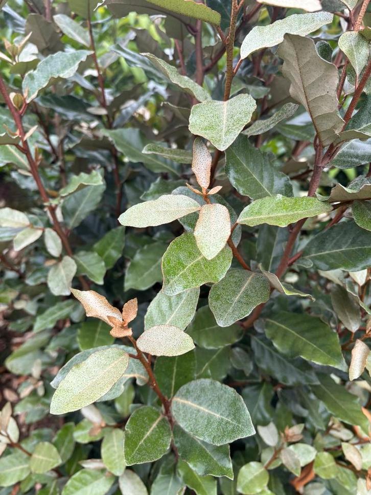 Olijfwilg compacta eleagnus 150-175 €49,50 175-200 €69,50, Tuin en Terras, Planten | Struiken en Hagen, Hortensia, Ophalen