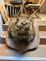 1 tasse de sanglier, Enlèvement