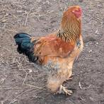 Grote lieve brahma haan groothoender, Dieren en Toebehoren, Pluimvee, Mannelijk, Kip