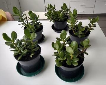 Crassula ovata - Jadeplant (kamerplant)