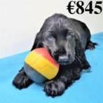 Engelse Cocker pups te koop (belgisch), Dieren en Toebehoren, CDV (hondenziekte), Meerdere, Meerdere dieren, België