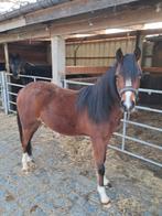 Welsh merrie, Dieren en Toebehoren, Merrie, Met stamboom, Dressuurpony, 0 tot 2 jaar