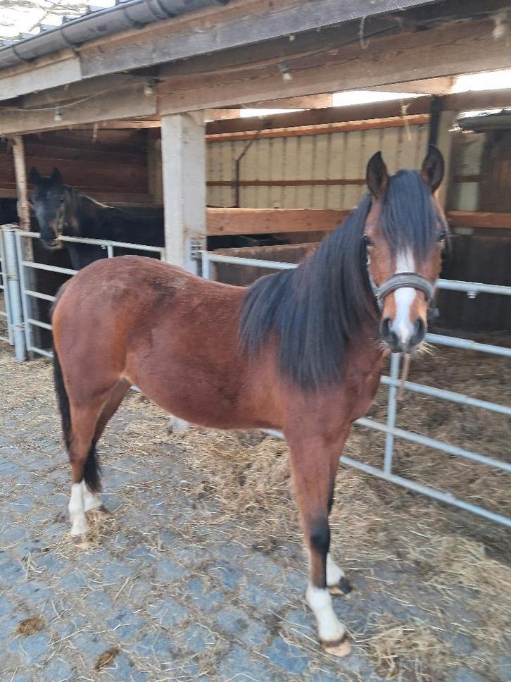 Welsh merrie, Animaux & Accessoires, Poneys, Jument, Non dressé, Poney D (1.37 m à 1.48m), Poney de dressage, 0 à 2 ans, Avec pedigree