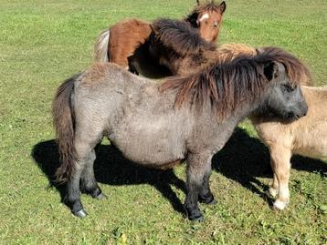 3 mini Shetland pony's met stamboek 