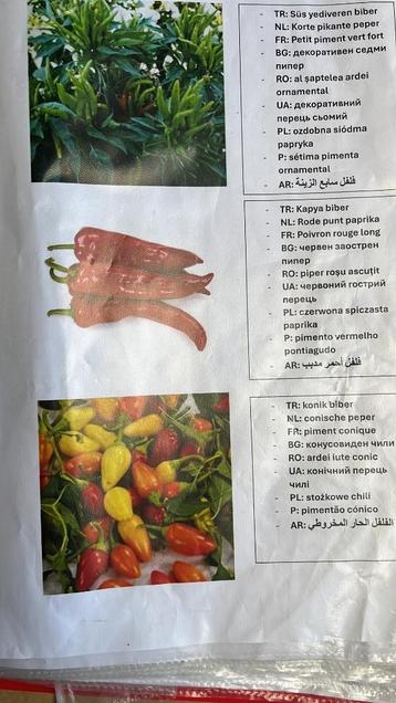 Planten / fideler ️ beschikbaar voor biedingen