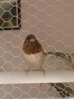 cherche à adopter 1 moineau du japon, Ophalen