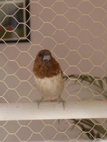 cherche à adopter 1 moineau du japon beschikbaar voor biedingen