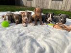 Leuke Amerikaanse Stafford pups, Dieren en Toebehoren, België, CDV (hondenziekte), 8 tot 15 weken, American Staffordshire Terriër