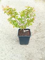 Lagerstroemia Muskogee, Zomer, Vaste plant, Ophalen of Verzenden, Volle zon