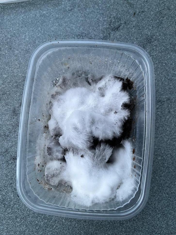 Oesterzwammenbroed, Jardin & Terrasse, Jardin & Terrasse Autre, Enlèvement ou Envoi