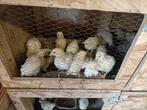 Kuikens, Dieren en Toebehoren, Pluimvee
