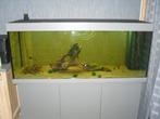 aquarium + juwel rio 450 meubelgarantie augustus 2027 +acs, Dieren en Toebehoren, Vissen | Aquariumvissen, Vis, Zoetwatervis