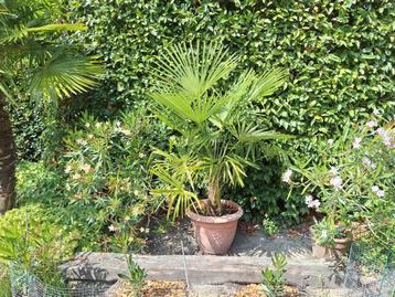 Winterharde palmboom -Trachycarpus Fortunei beschikbaar voor biedingen