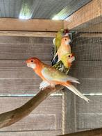 Oranje geel ino pennant poppen, Geringd