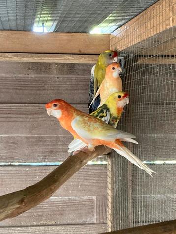 Oranje geel ino pennant poppen beschikbaar voor biedingen