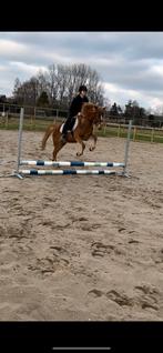 8jarige D pony, Merrie, Springpony, Onbeleerd, D pony (1.37m tot 1.48m)