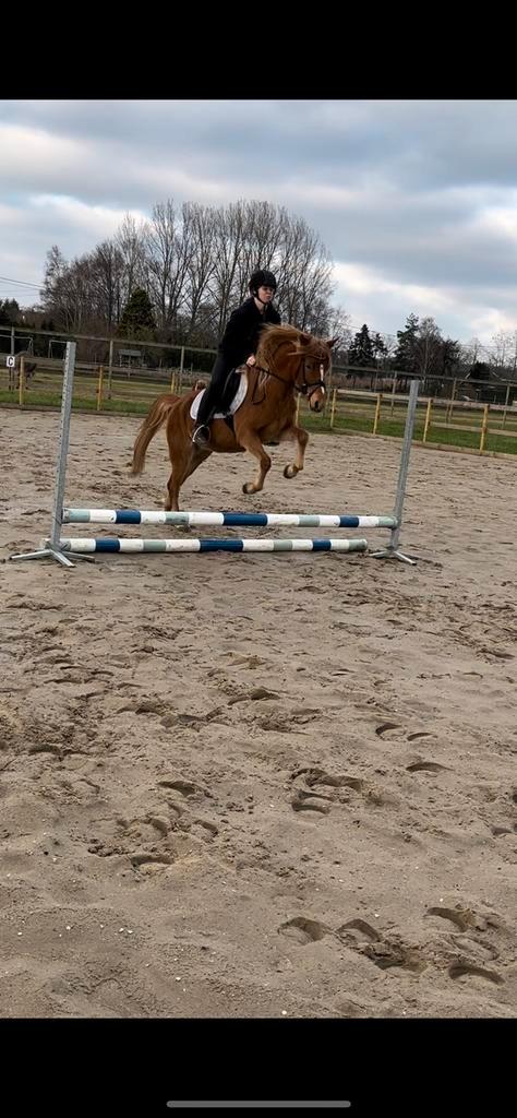 8jarige D pony, Dieren en Toebehoren, Pony's, Merrie, Onbeleerd, D pony (1.37m tot 1.48m), Springpony, 7 tot 10 jaar, Gechipt