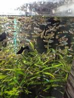 Guppy, Dieren en Toebehoren, Vissen | Aquariumvissen