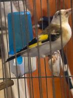 Adelaarshoofdpijn zingt non-stop, Dieren en Toebehoren, Vogels | Overige Vogels, Mannelijk, Wildzangvogel, Geringd