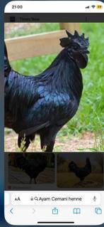 Broedeieren Cemani, Dieren en Toebehoren, Pluimvee