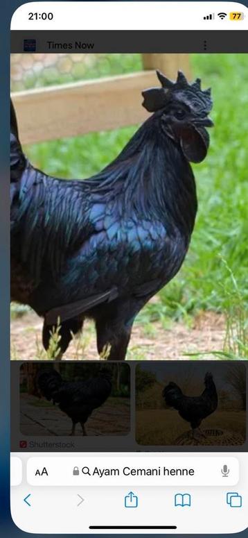 Broedeieren Cemani beschikbaar voor biedingen