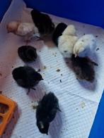 Mooie mix van kuikens, Dieren en Toebehoren, Pluimvee, Geslacht onbekend