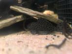 L264 Leporacanthicus Joselimai, Dieren en Toebehoren