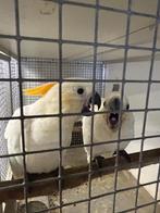 Oranjekuif kaketoes, Dieren en Toebehoren, Vrouwelijk, Geringd