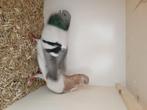 Figurita duif, Meerdere dieren, Overige soorten