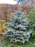 Kerstboom zeer mooie zilverspar, Ophalen, Nieuw
