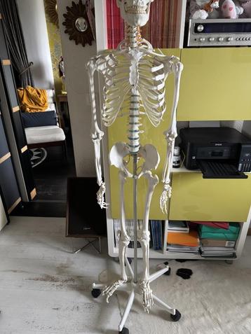 Squelette Anatomie beschikbaar voor biedingen